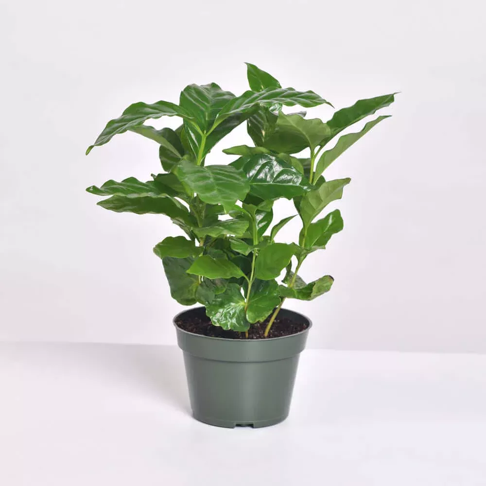 Coffee Plant