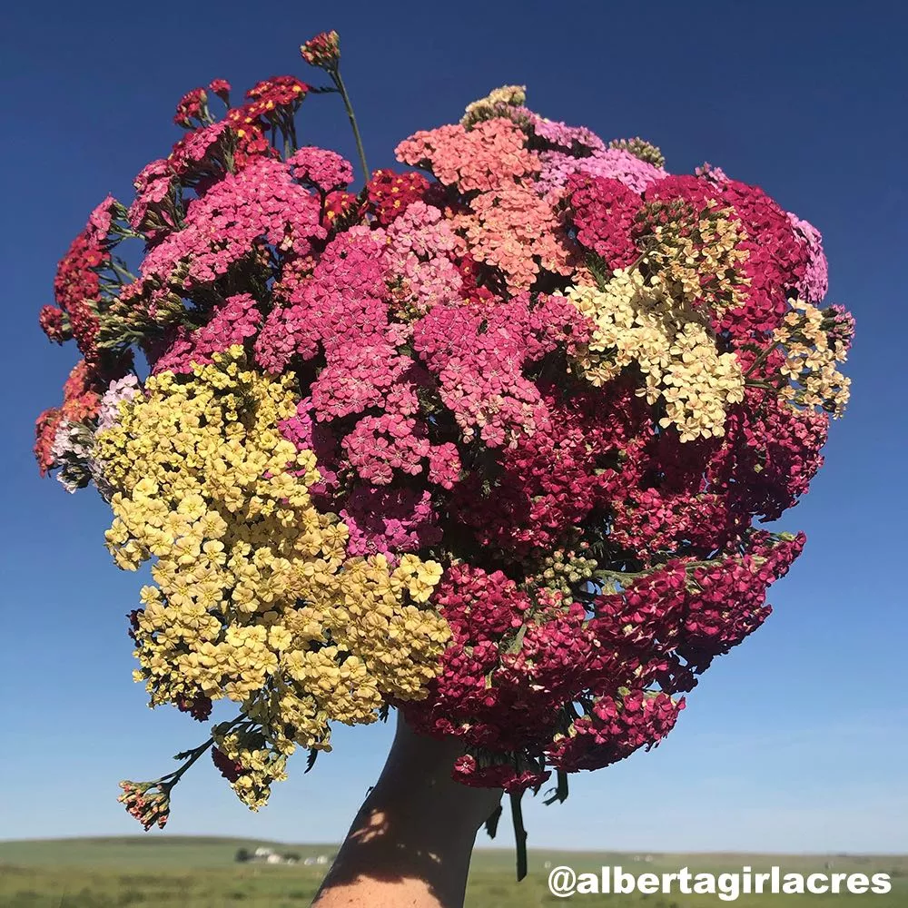 Colorado Mix