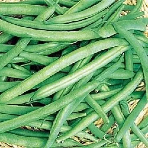 Contender Bean