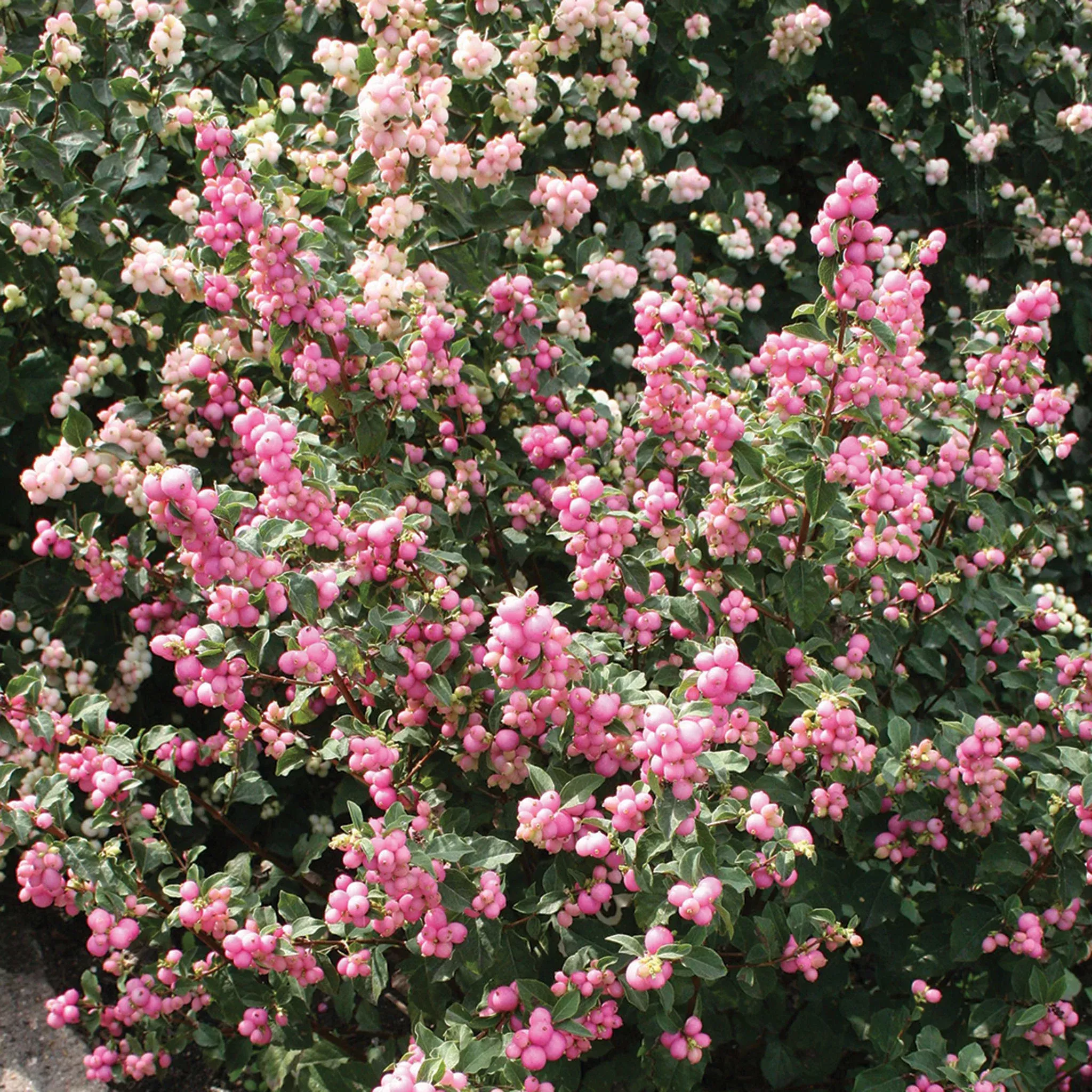 Coralberry, Candy™