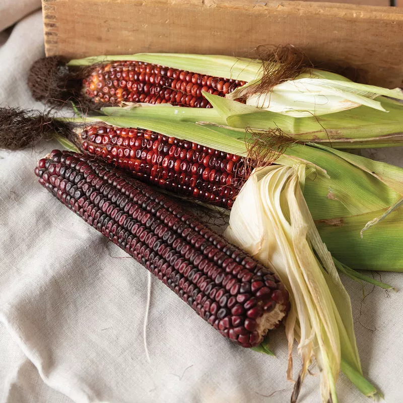 Corn Bloody Butcher