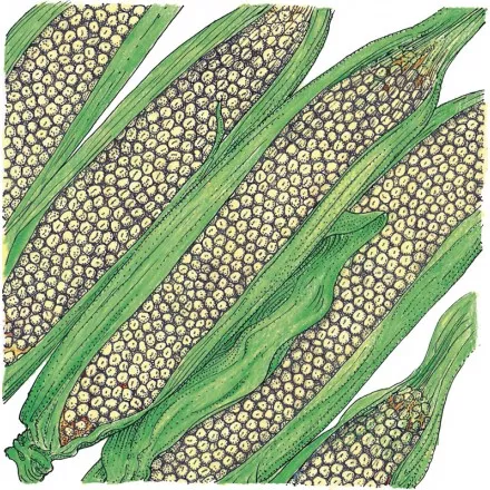 Corn Country Gentlemen Organic