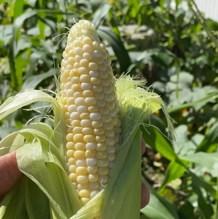 Corn Double Standard Organic