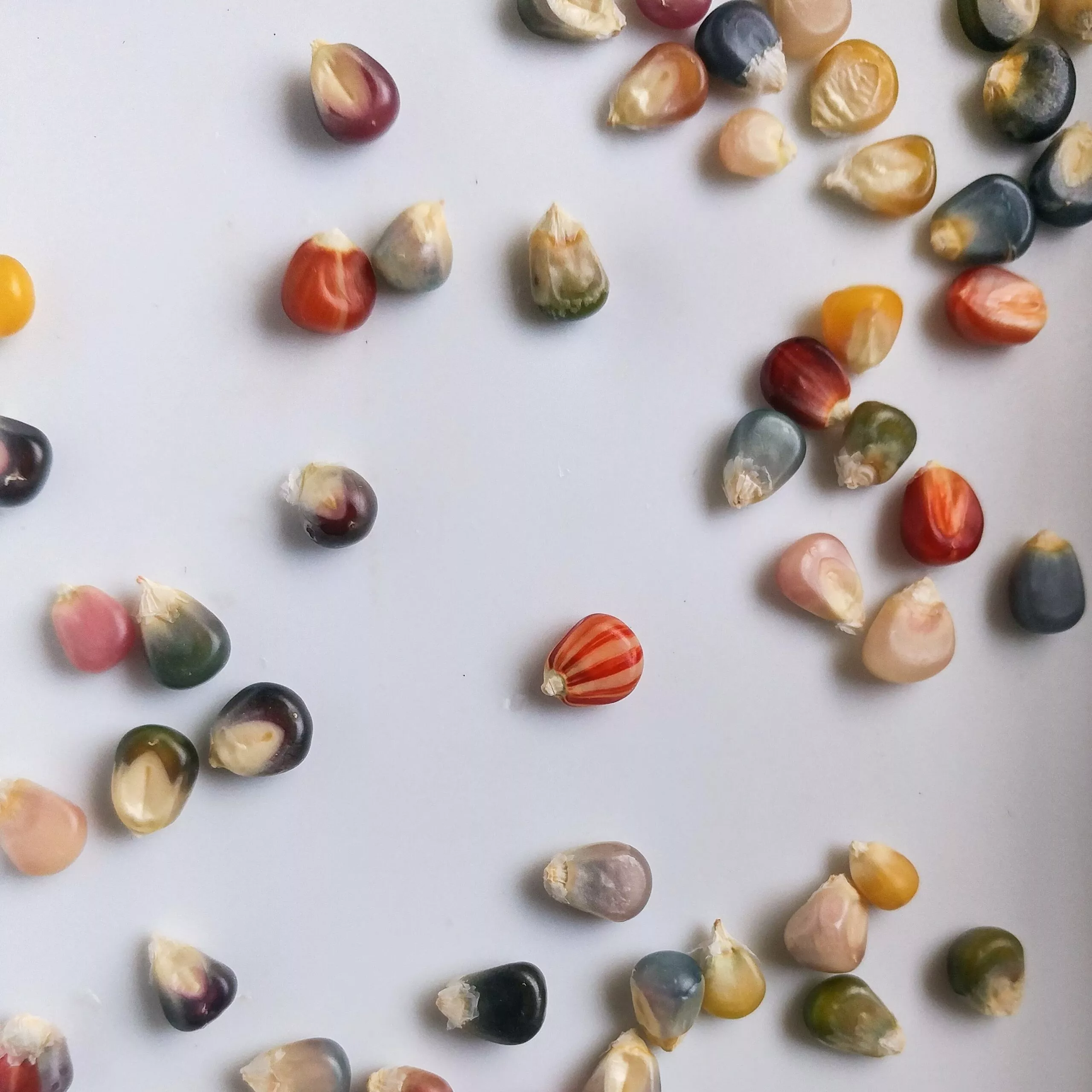 Corn Glass Gem