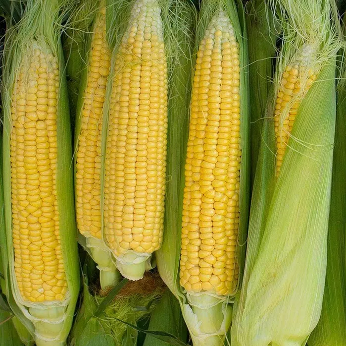 Corn Golden Bantam Organic