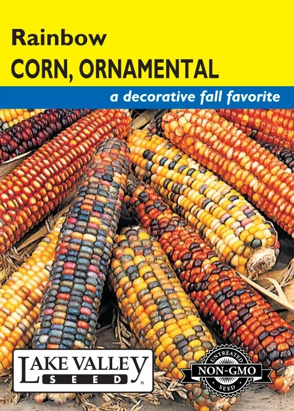 Corn Ornamental Rainbow