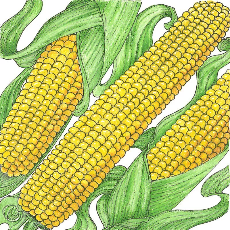 Corn True Gold