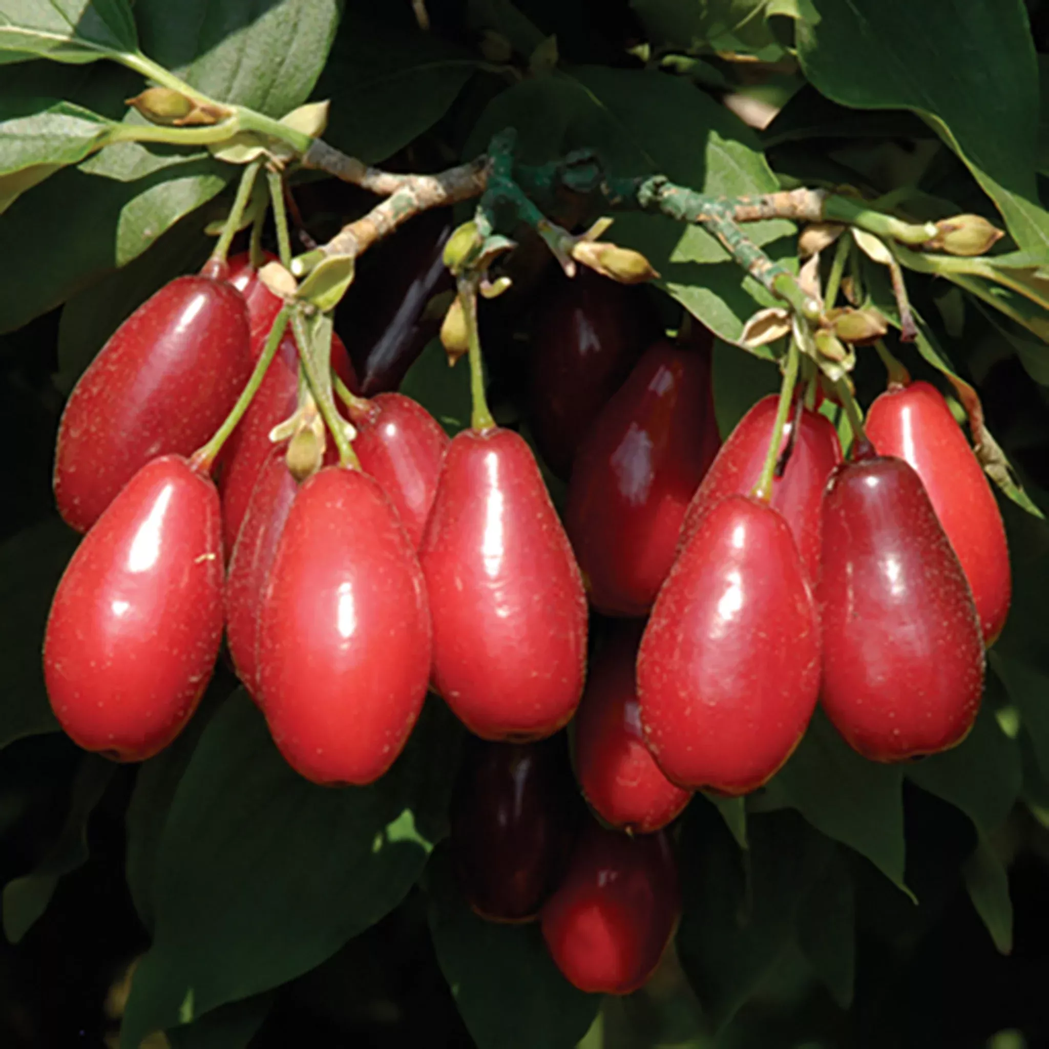 Cornelian Cherry, Red Star