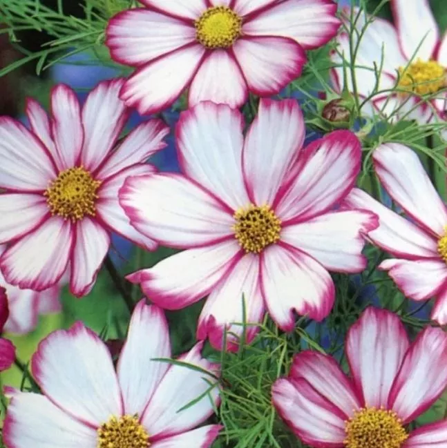 Cosmos Candystripe