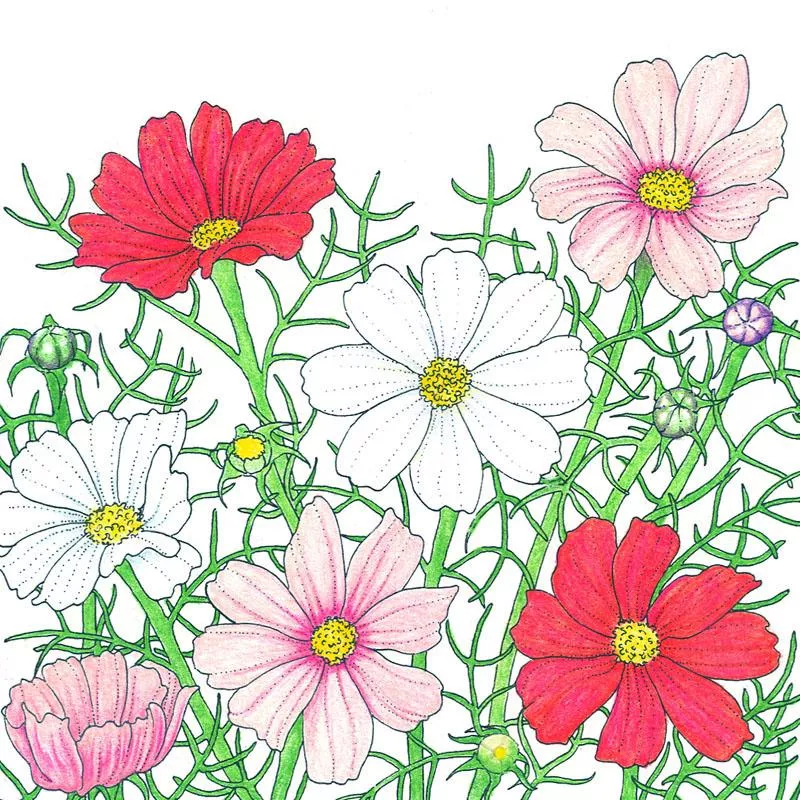 Cosmos Sensation Flower Mix