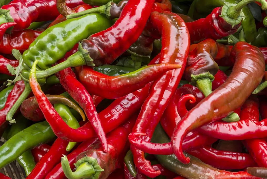 Cowhorn Hot Pepper