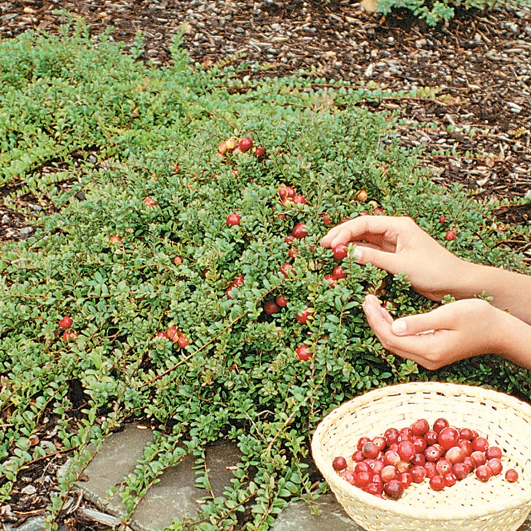 Cranberry, Pilgrim