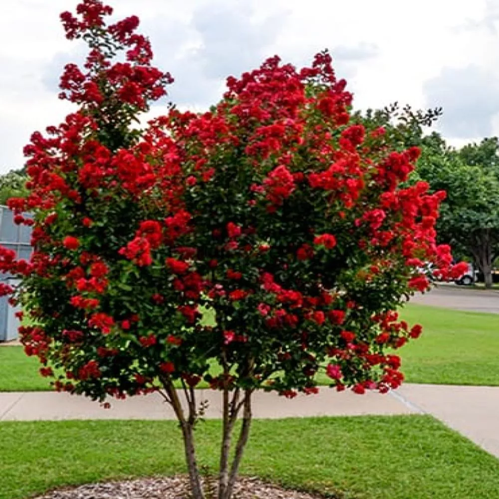 CRAPE MYRTLE Dynamite #7