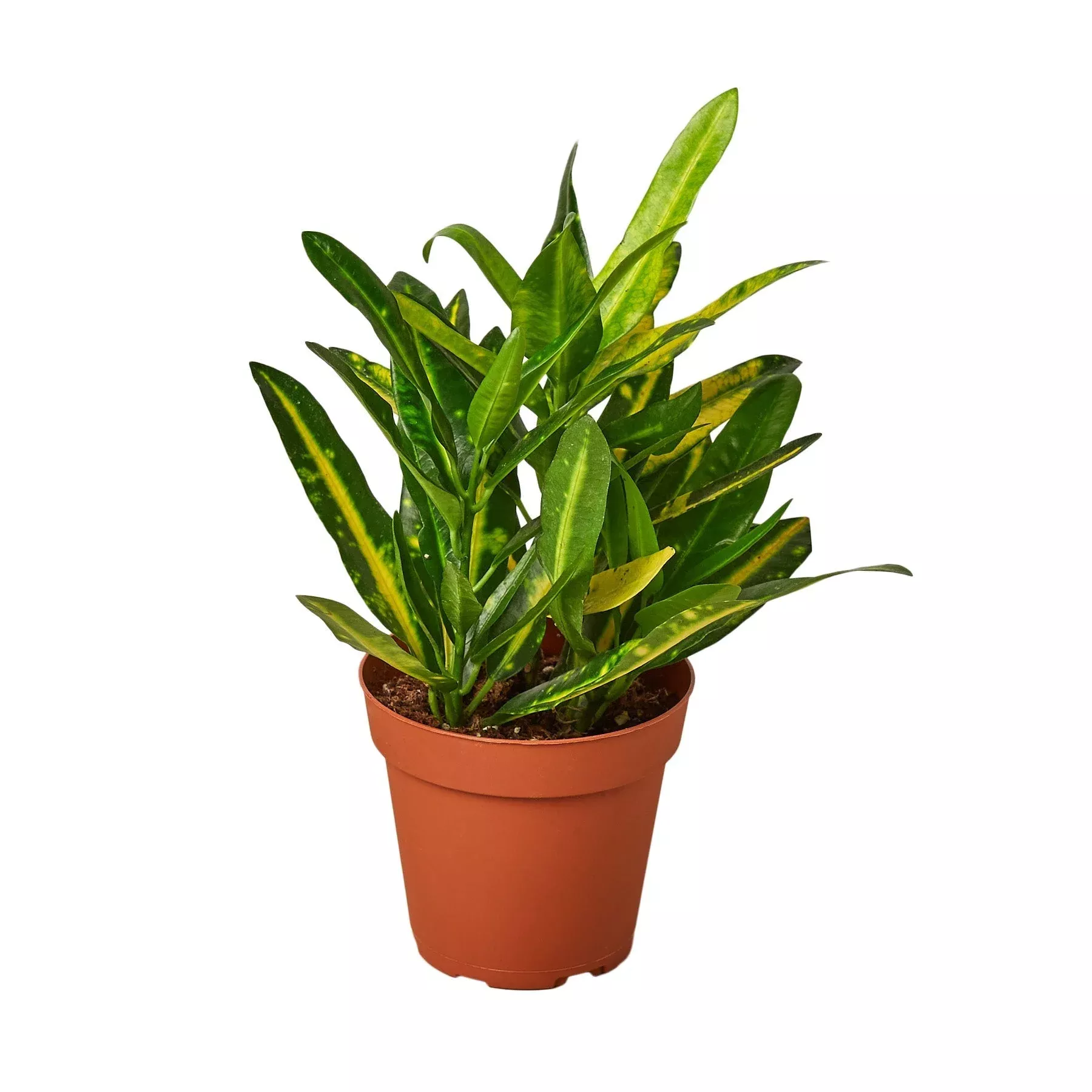 Croton 'Sunny Star'