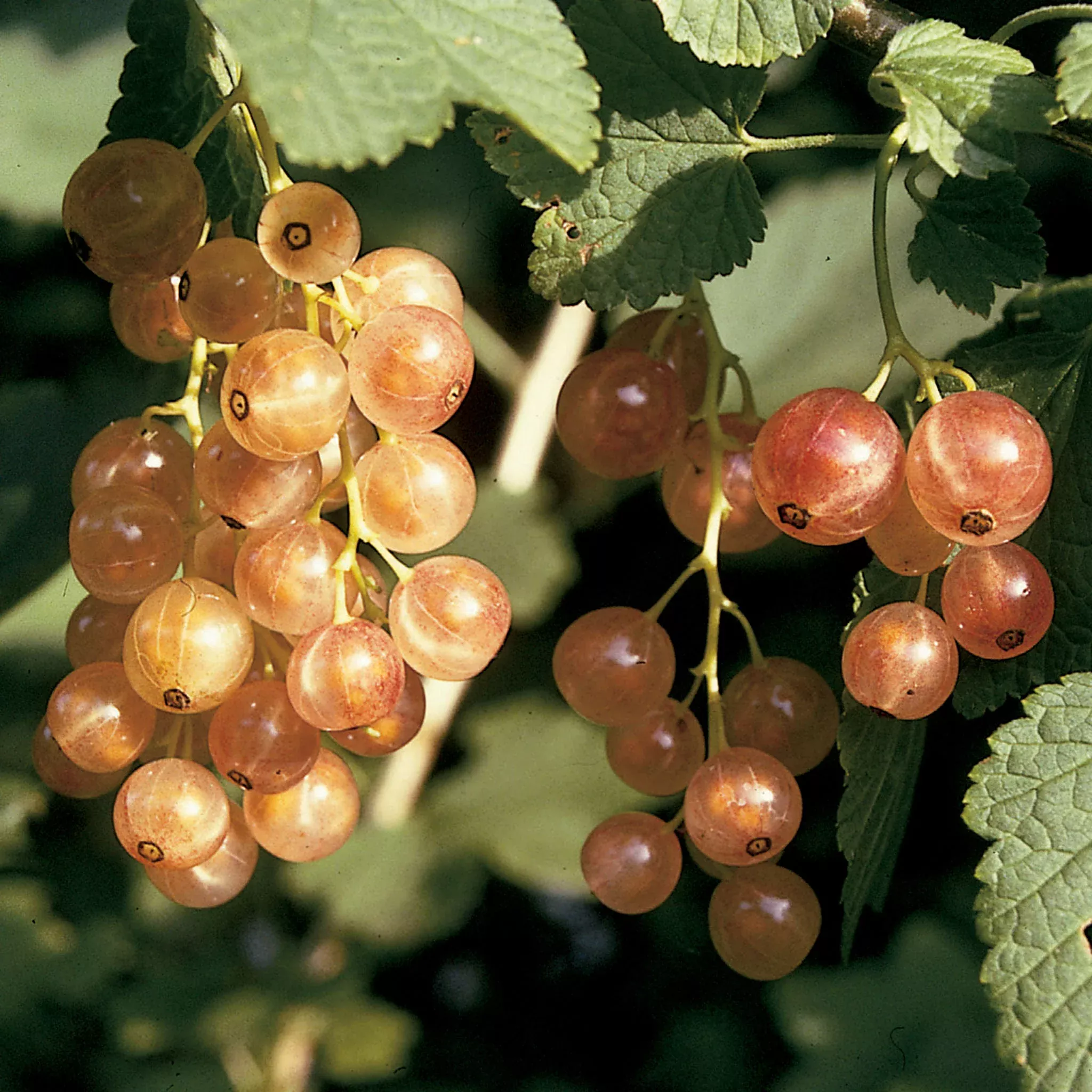Currant, Pink Champagne
