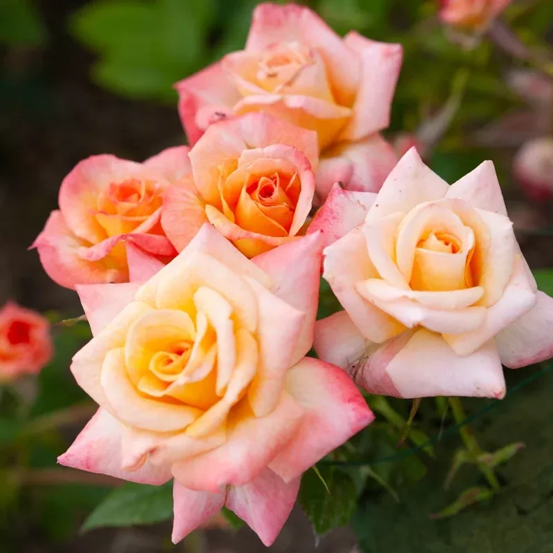 Cutie Pie Miniature Rose – Ownroot