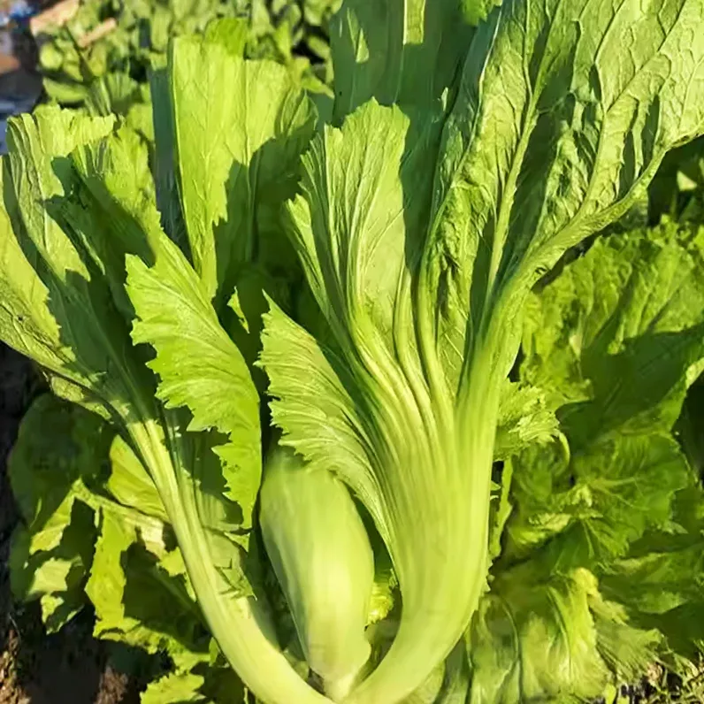 Da Ping Pu Large Petiole Mustard Green