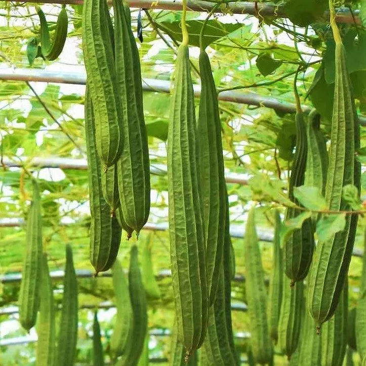 Da Rou Angled Luffa Gourd