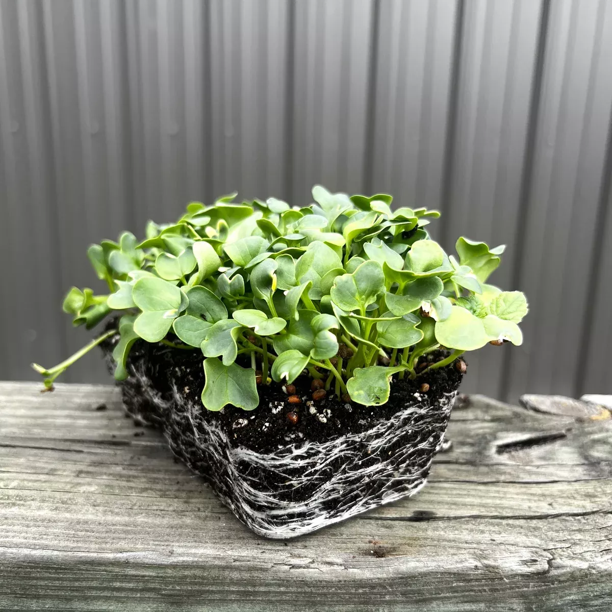 Daikon Radish Microgreens