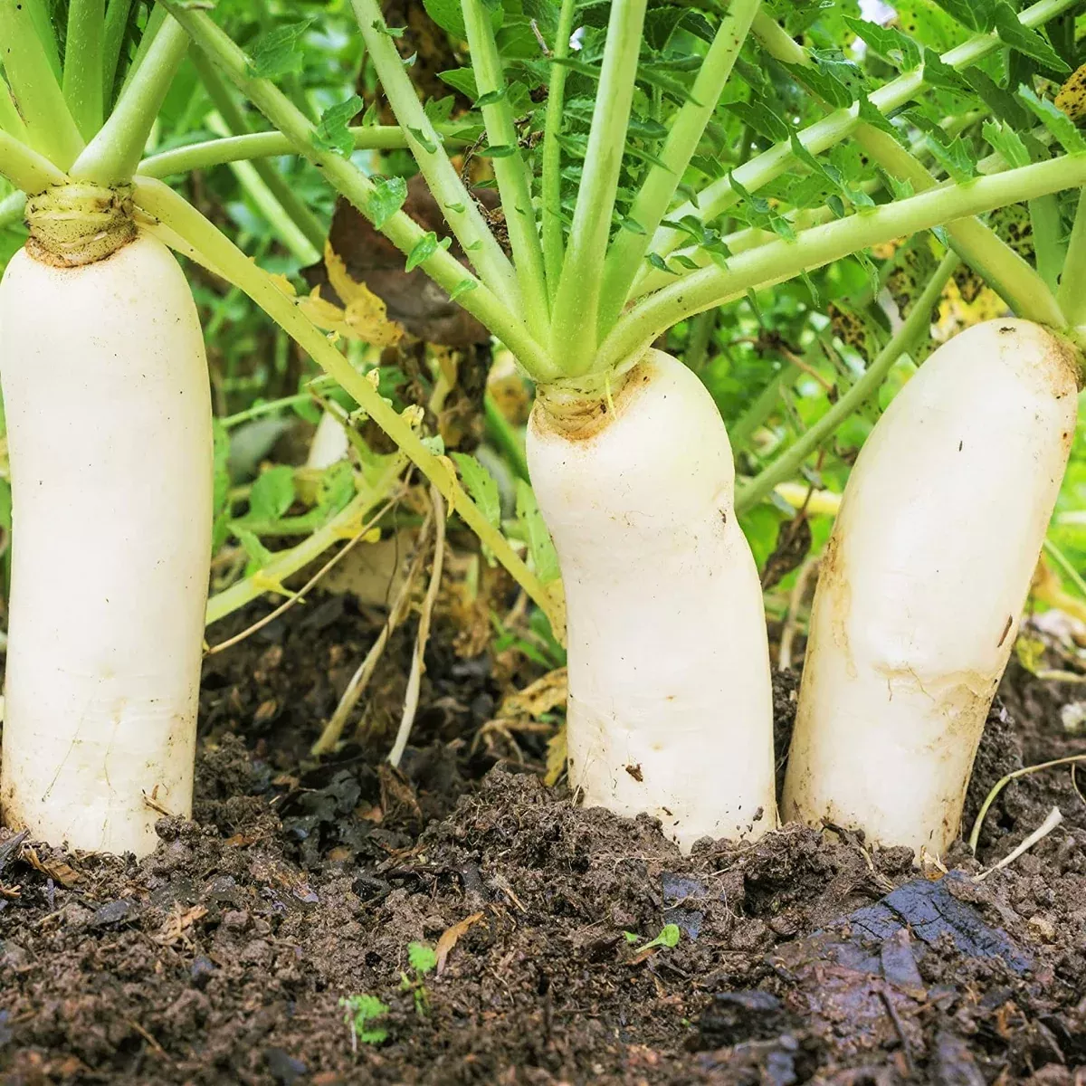 Daikon Radish