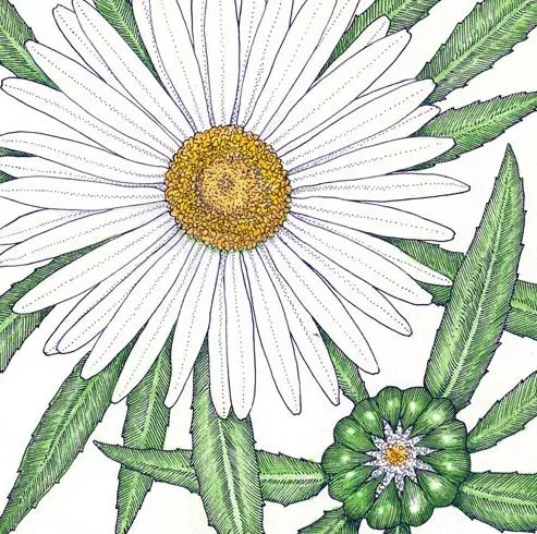 Daisy Shasta Flower