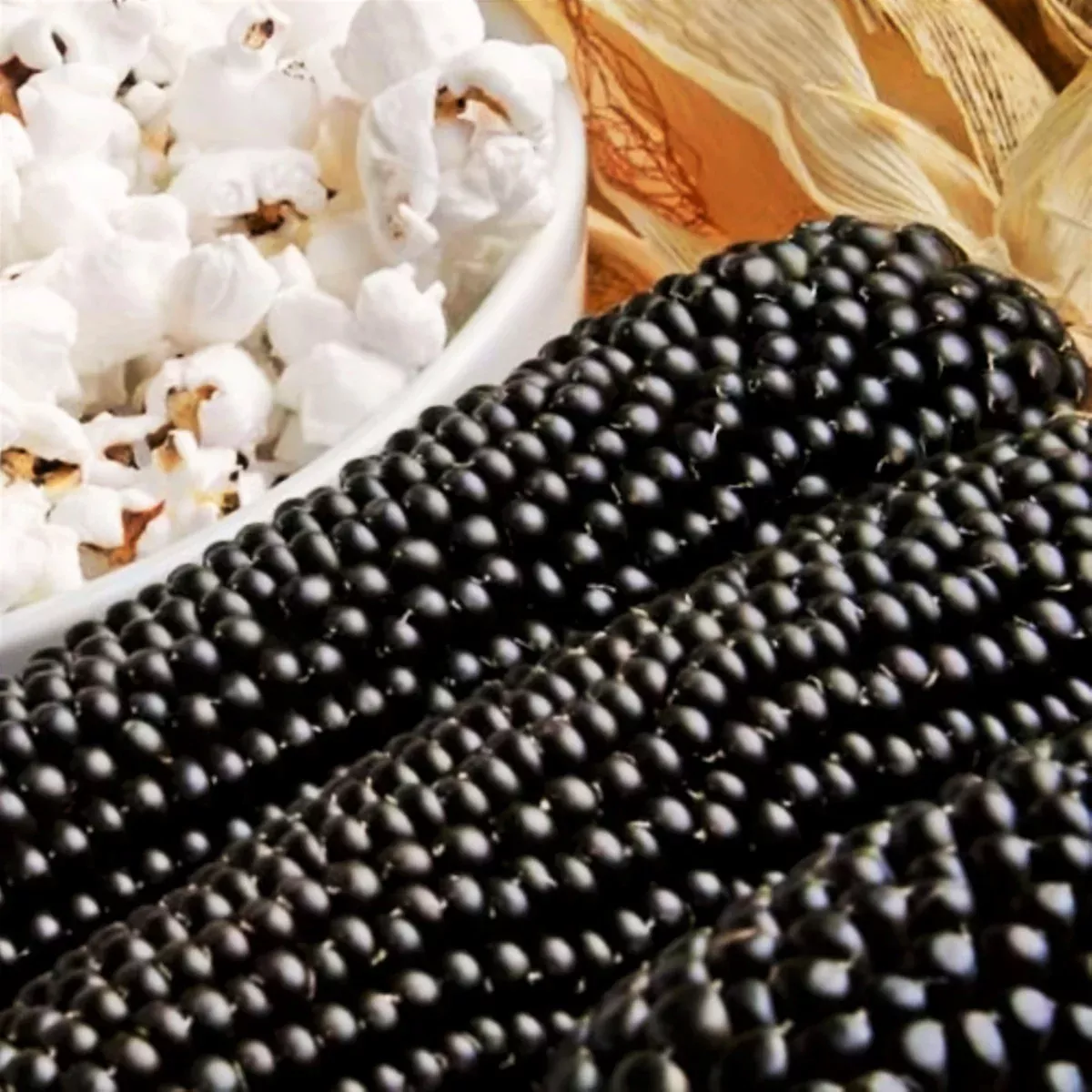 Dakota Black Popcorn (Ornamental Corn)