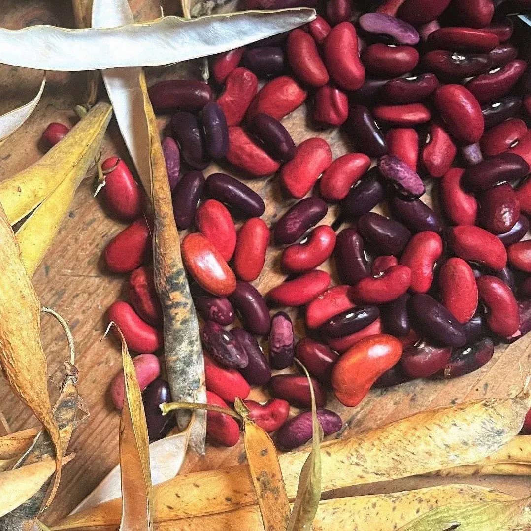 Dark Red Kidney Bean