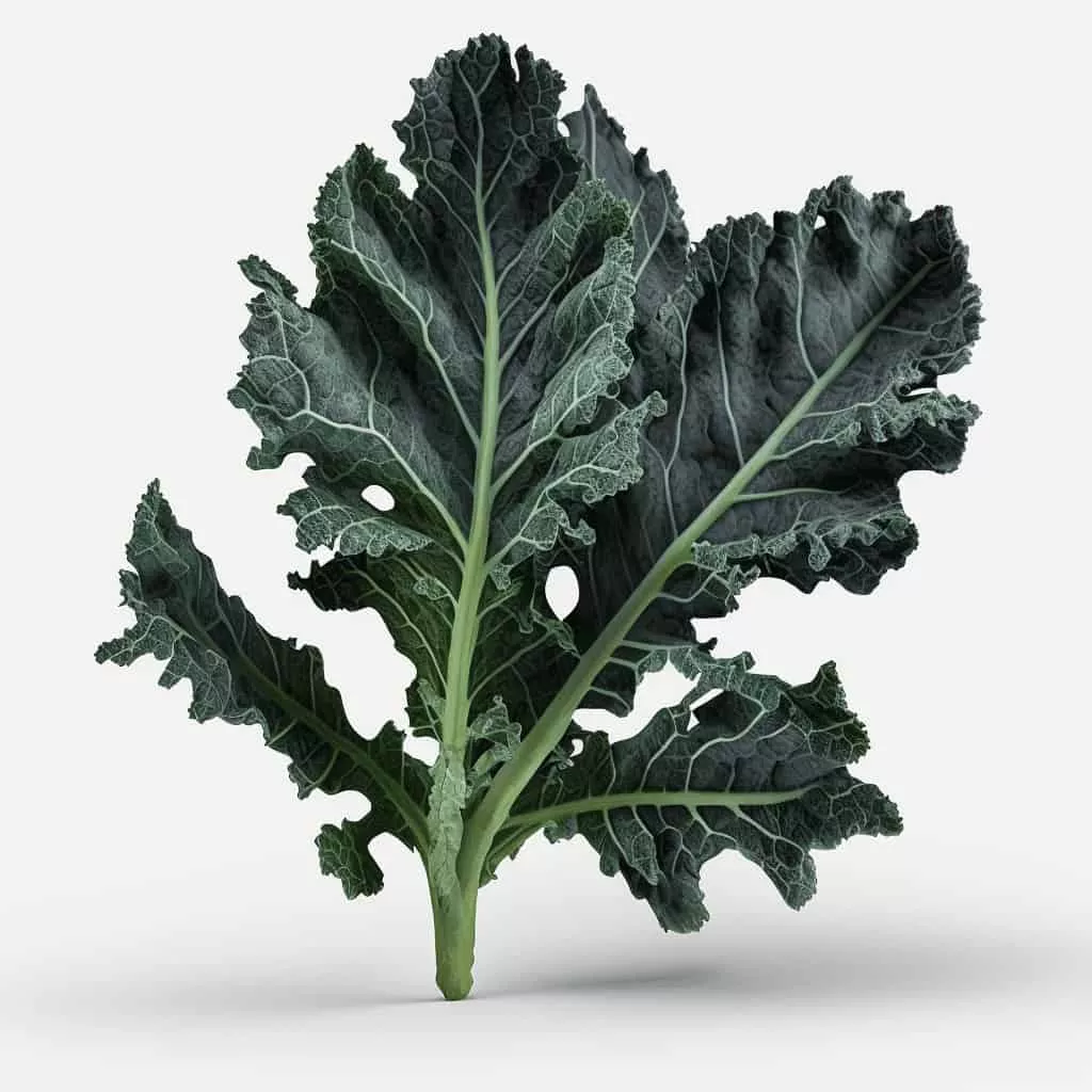 Darkibor Kale