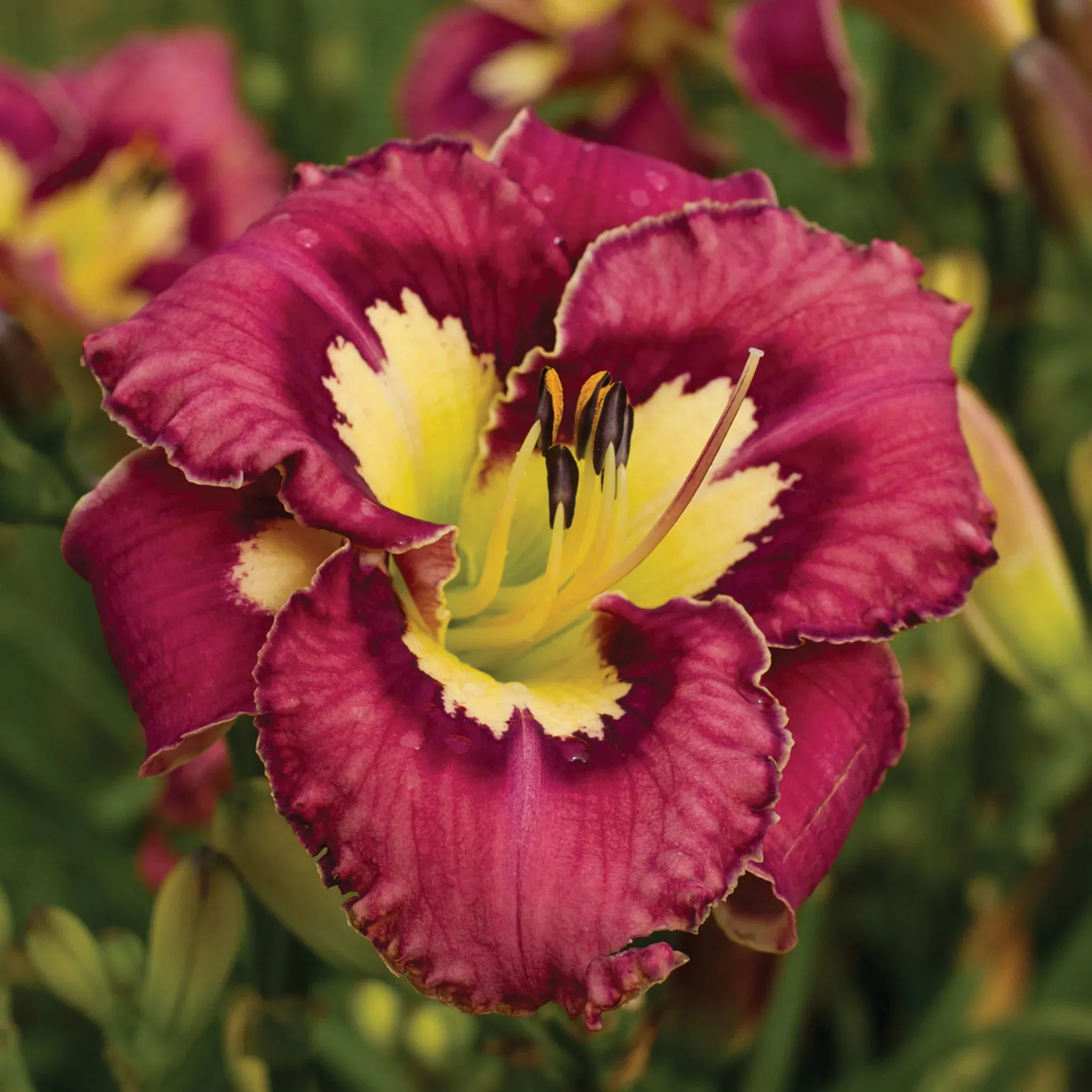 Daylily, Catcher in the Eye