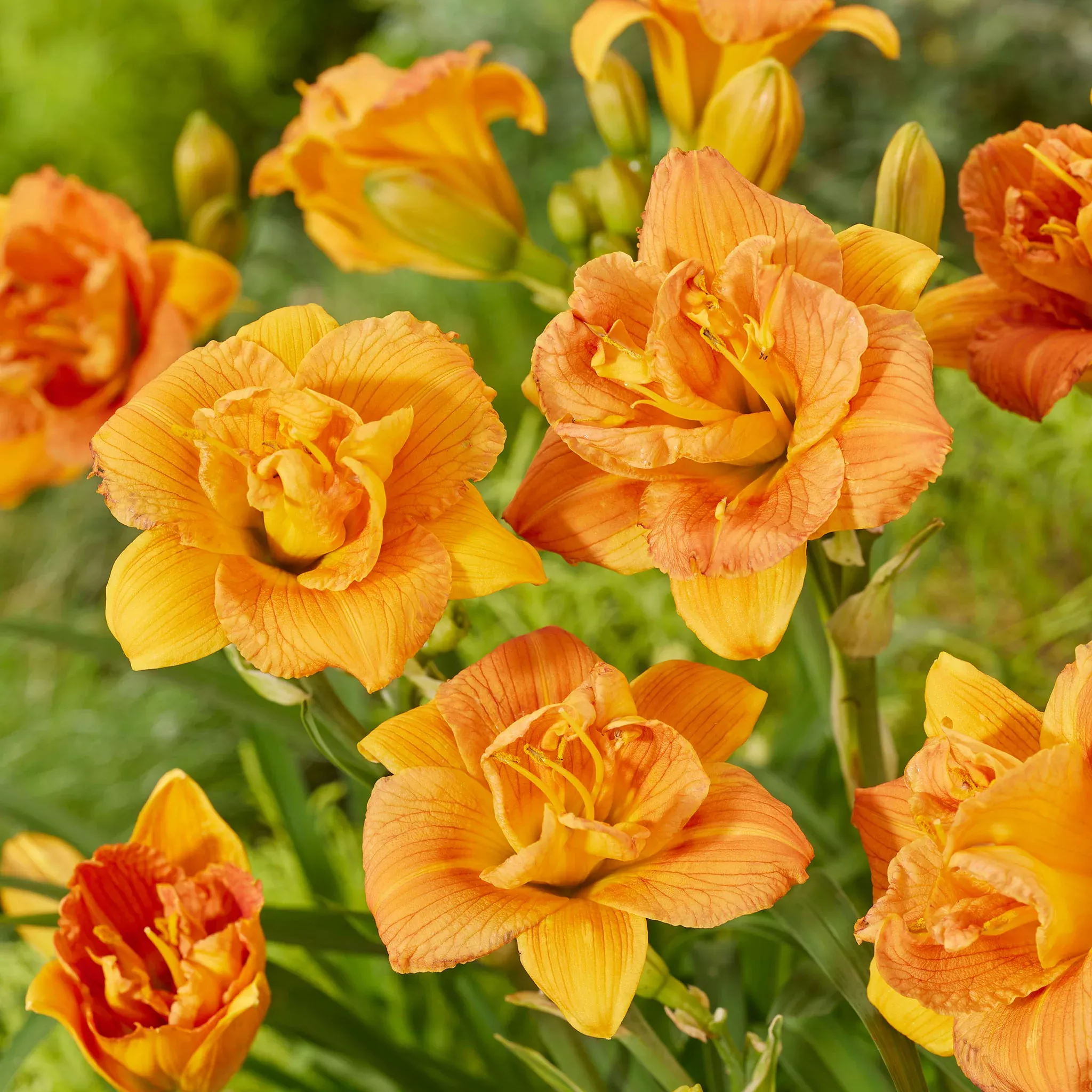 Daylily, Double Orange Zephyr