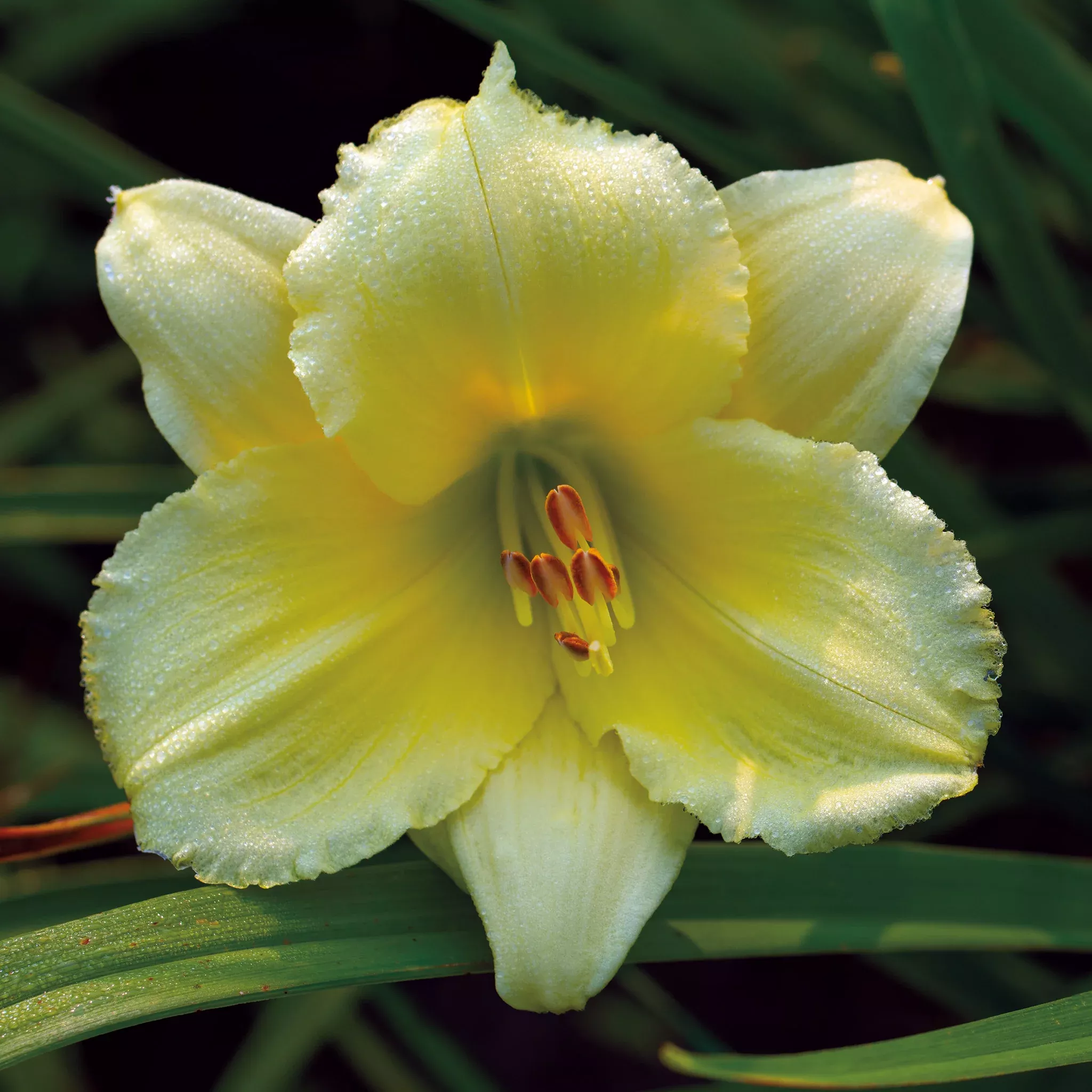 Daylily, Fragrant Reflections