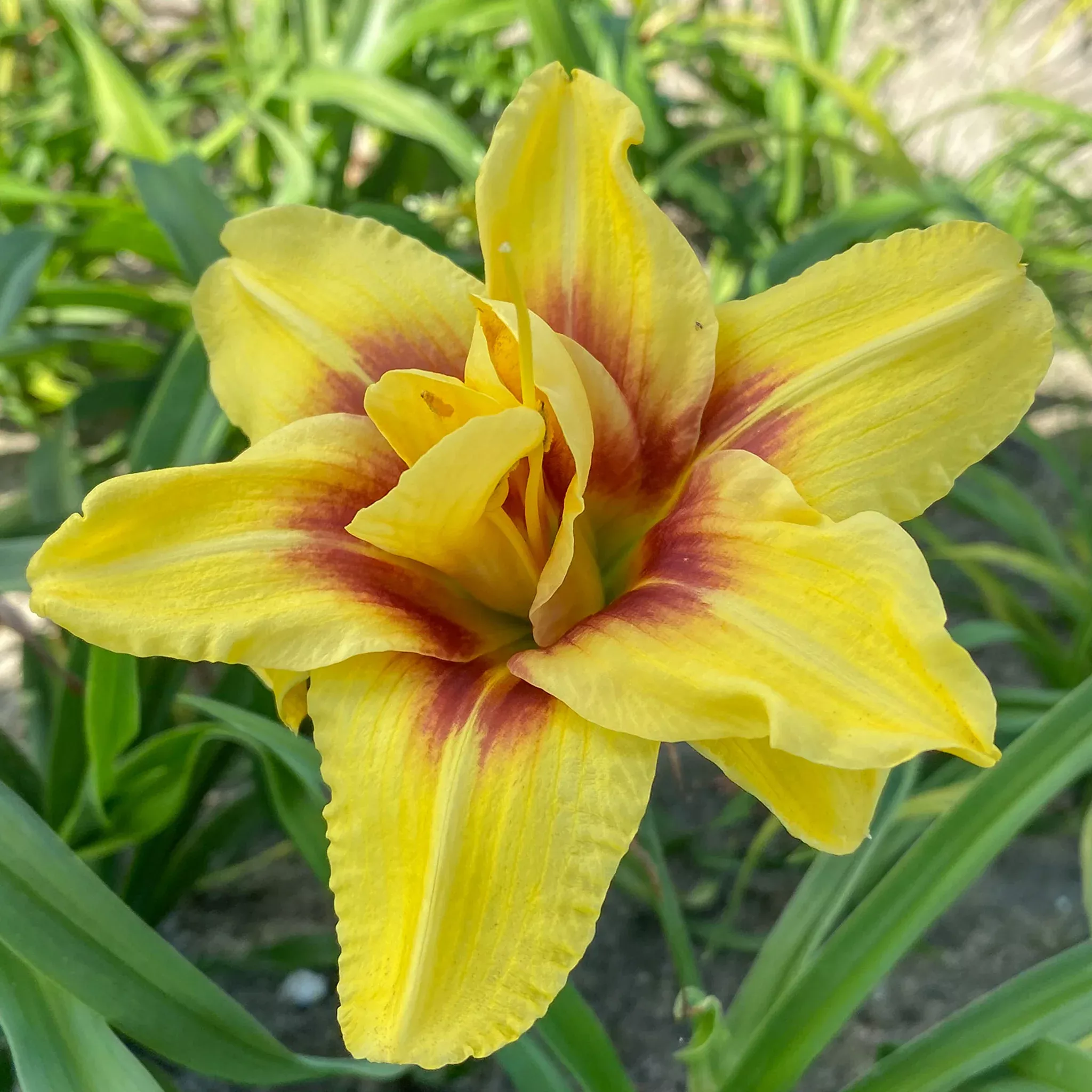 Daylily, Mount Helena