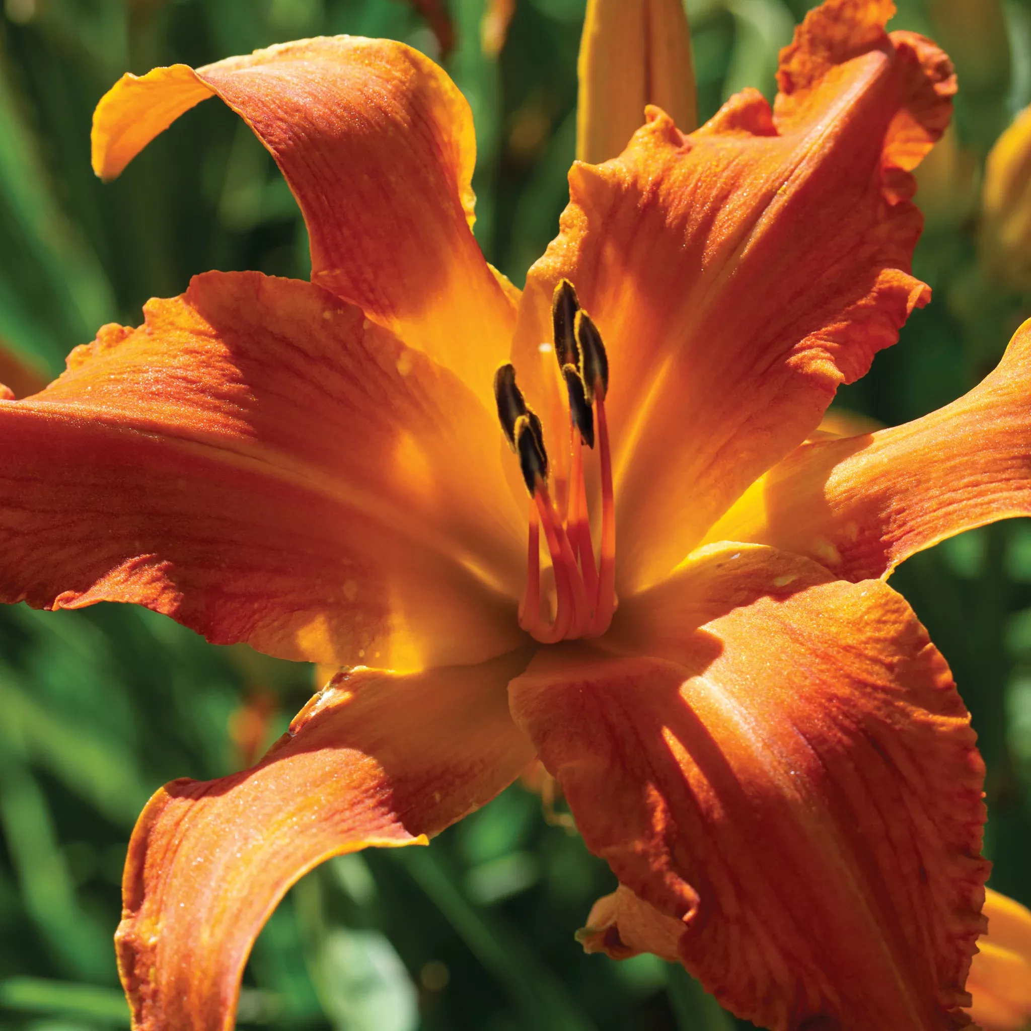 Daylily, Primal Scream