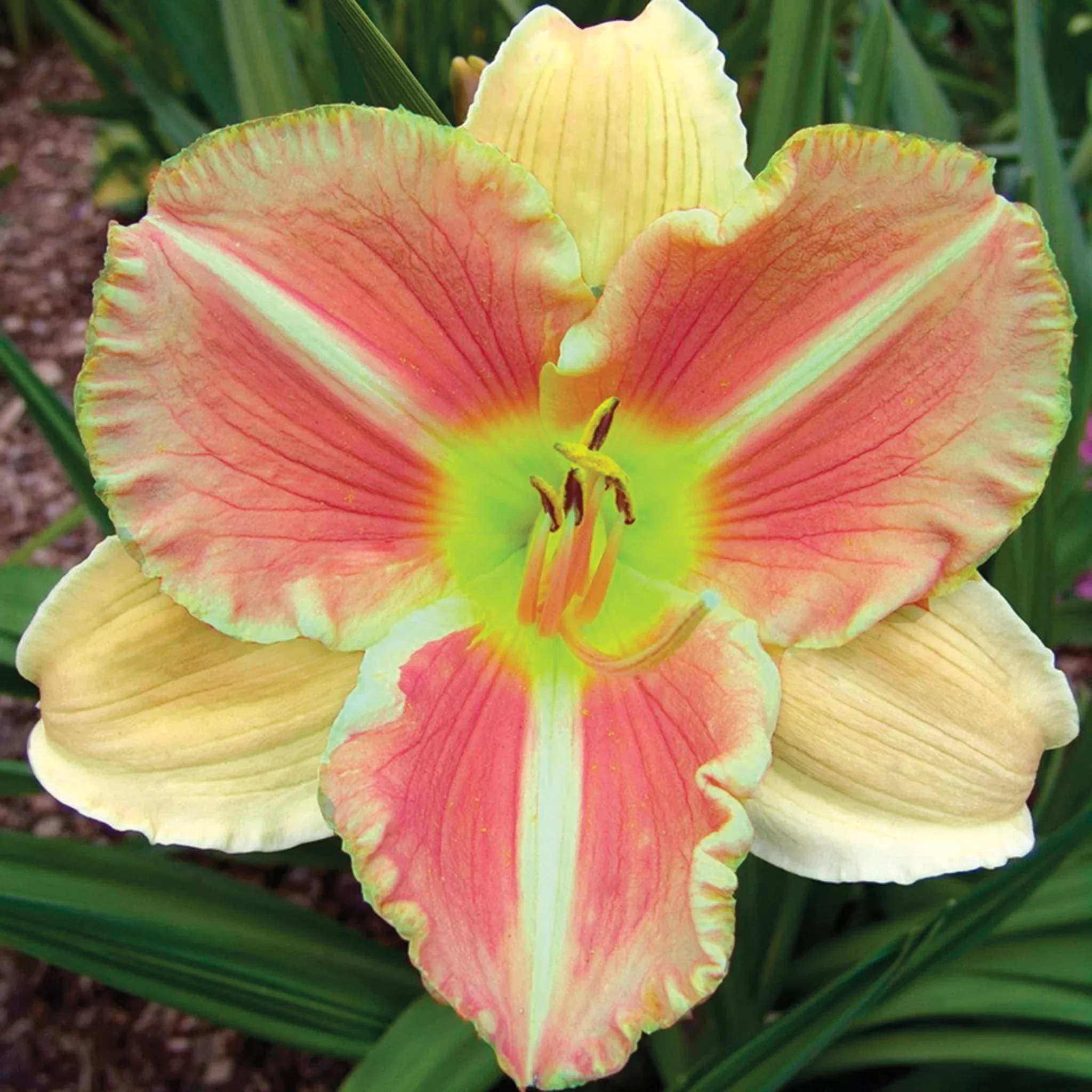 Daylily, Veins of Truth