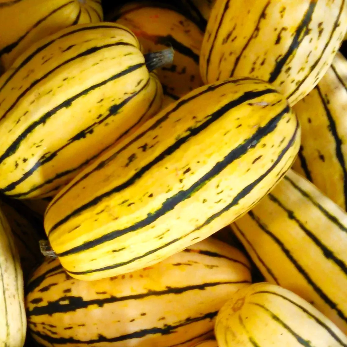 Delicata Squash