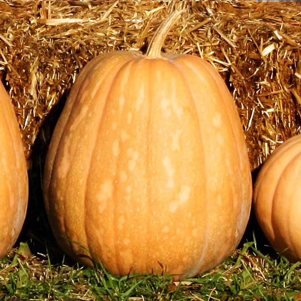 Dickinson Pumpkin (Kentucky Field)
