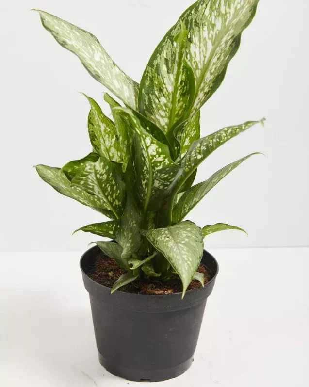 Dieffenbachia Tiki