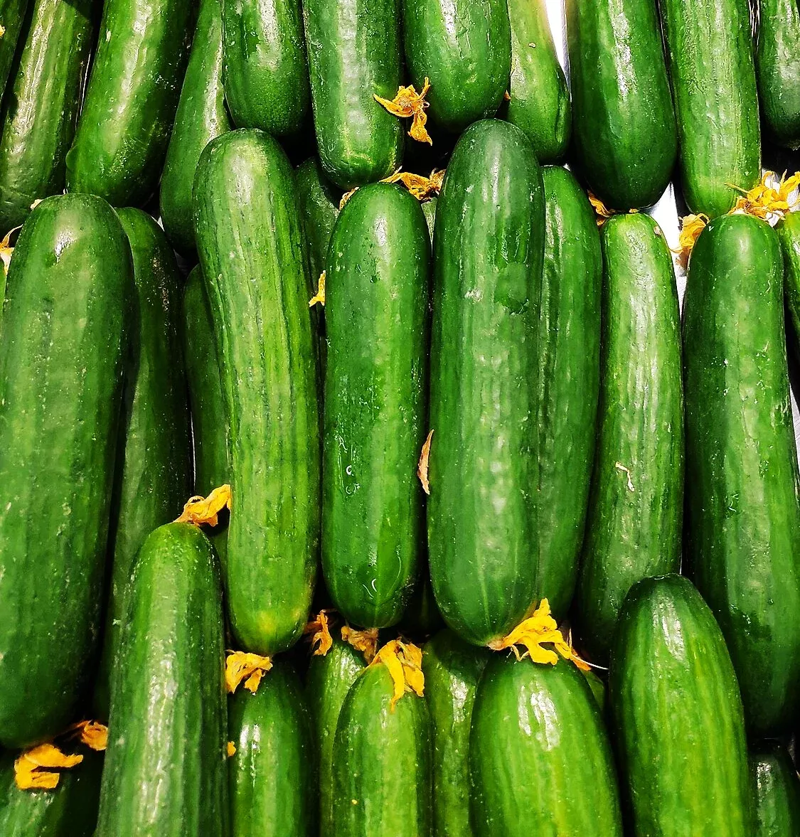 Diva Seedless Persian Cucumber