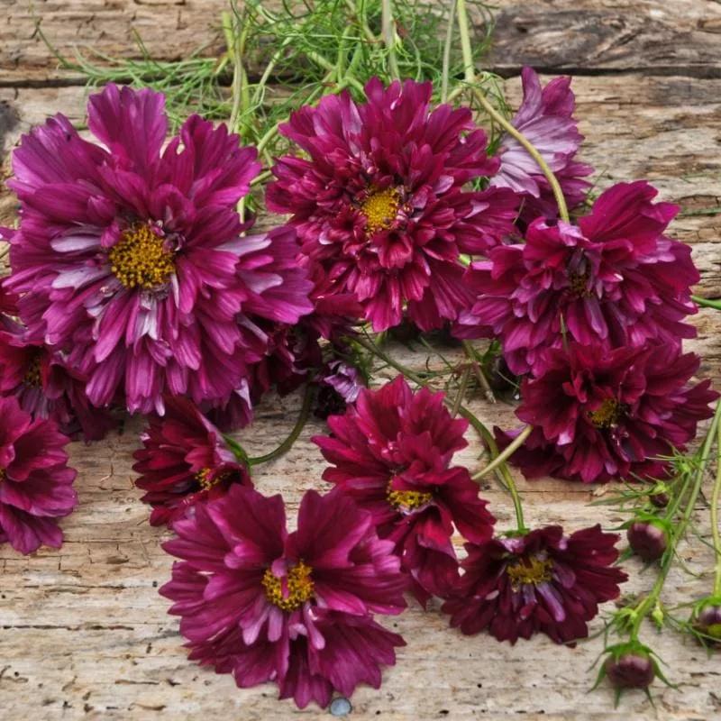 Double Click Cranberries Cosmos