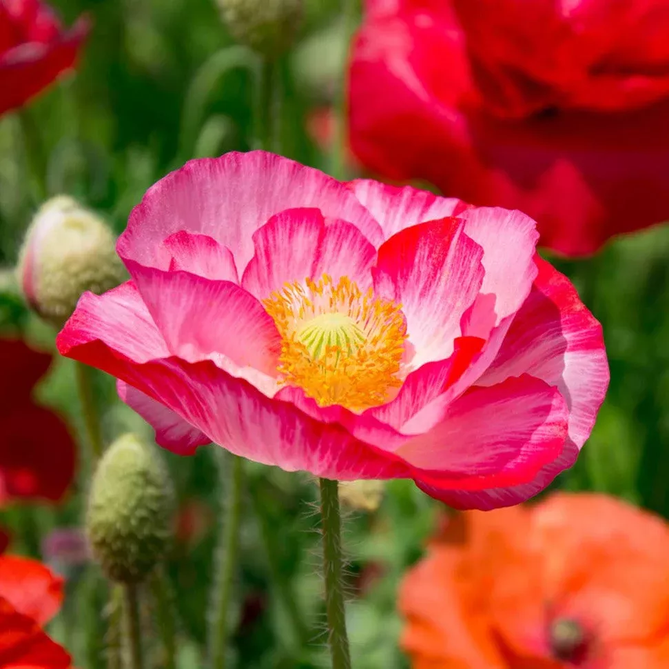 Double Mix Shirley Poppy