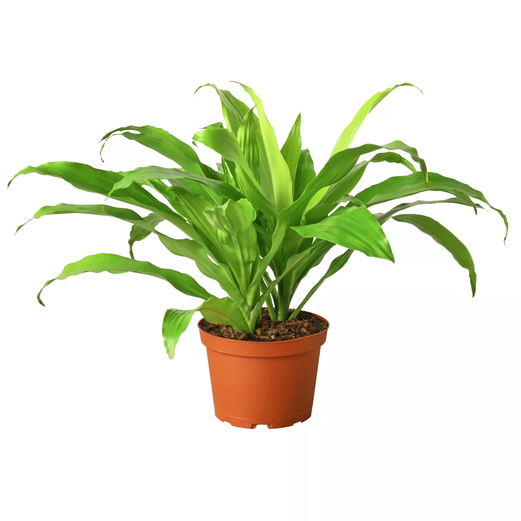 Dracaena 'Lime Light'