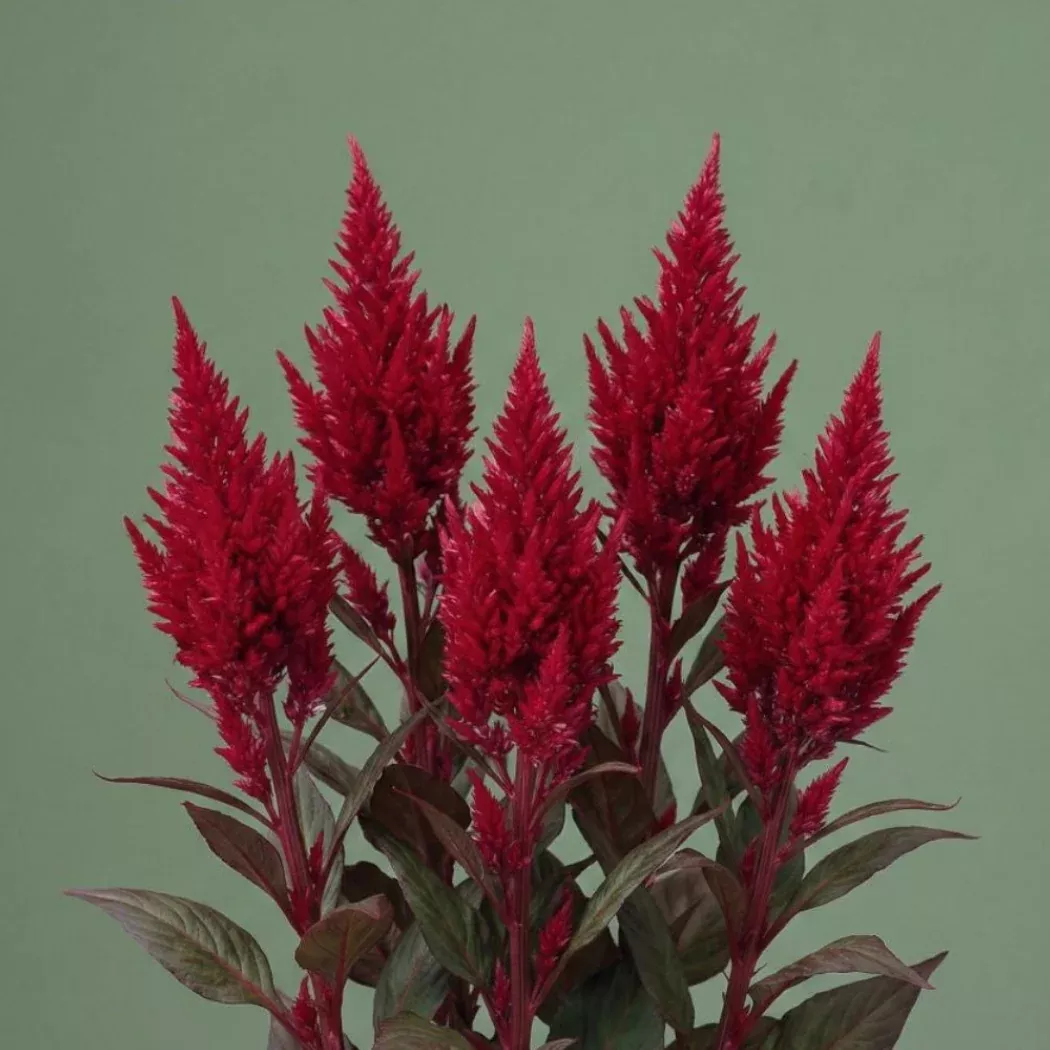 Dragon's Breath Celosia