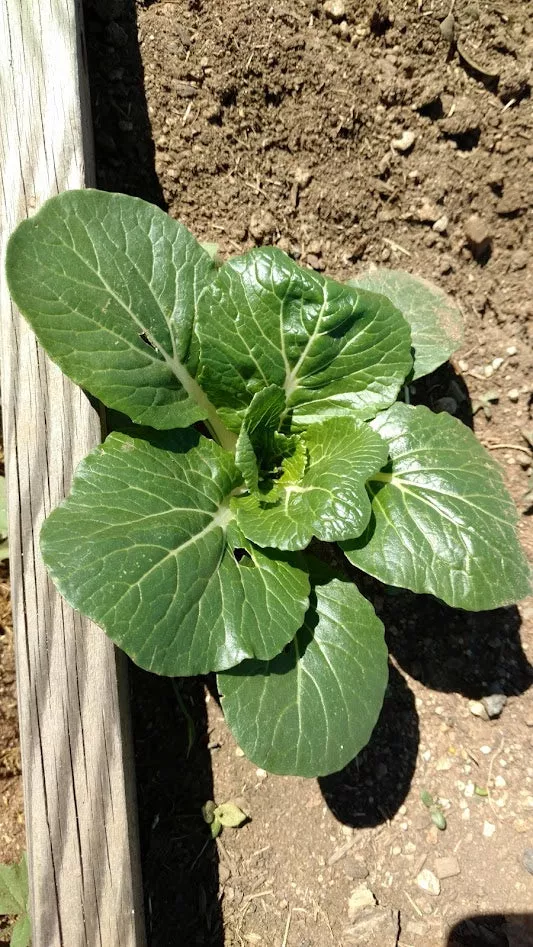 Dwarf Pak Choy Cabbage BULK