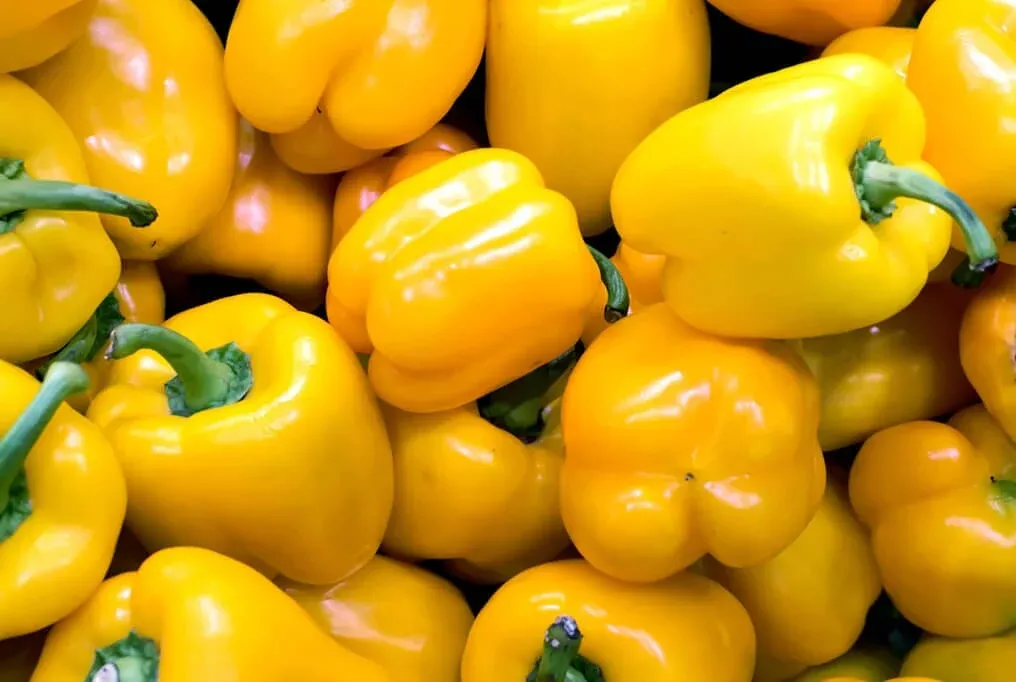 Early Sunsation Hybrid Bell Pepper F1