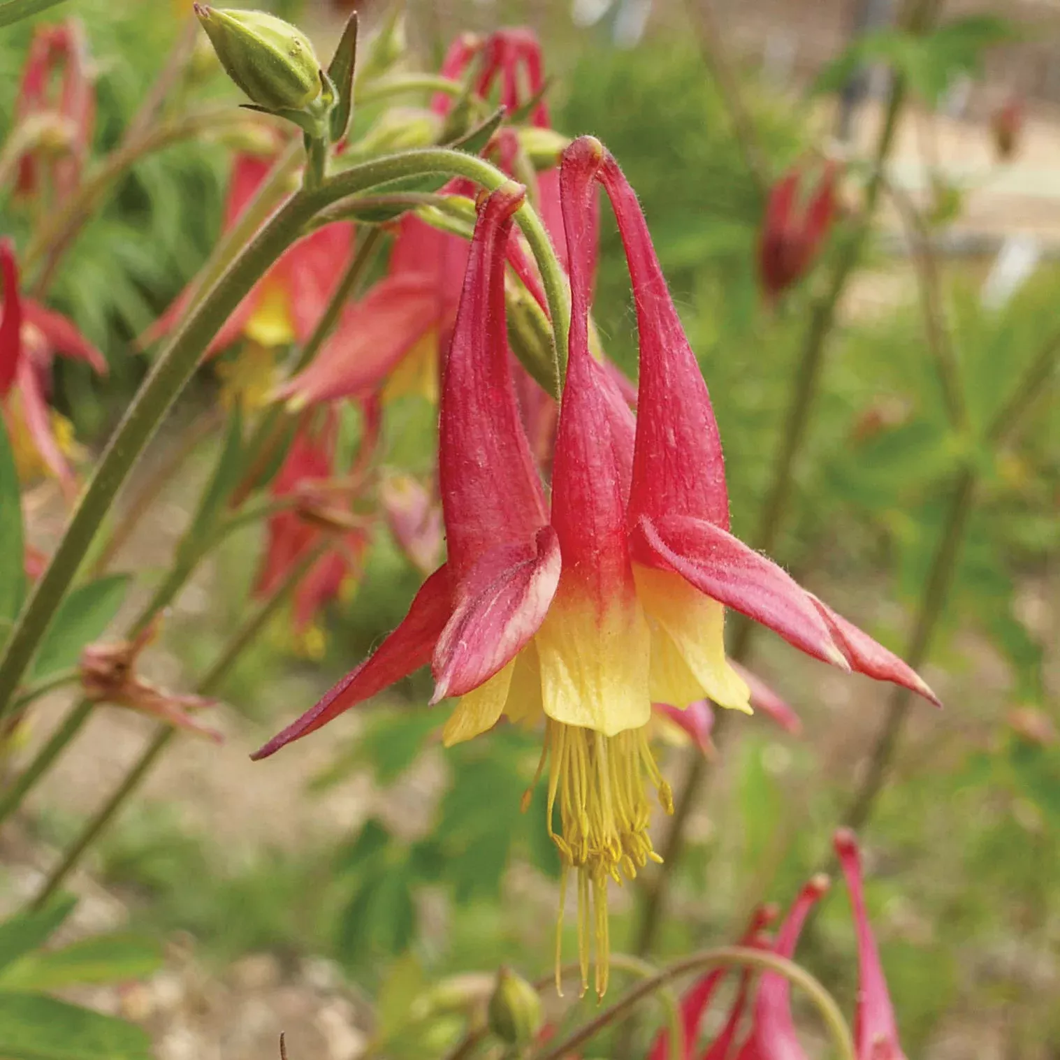 Eastern Columbine