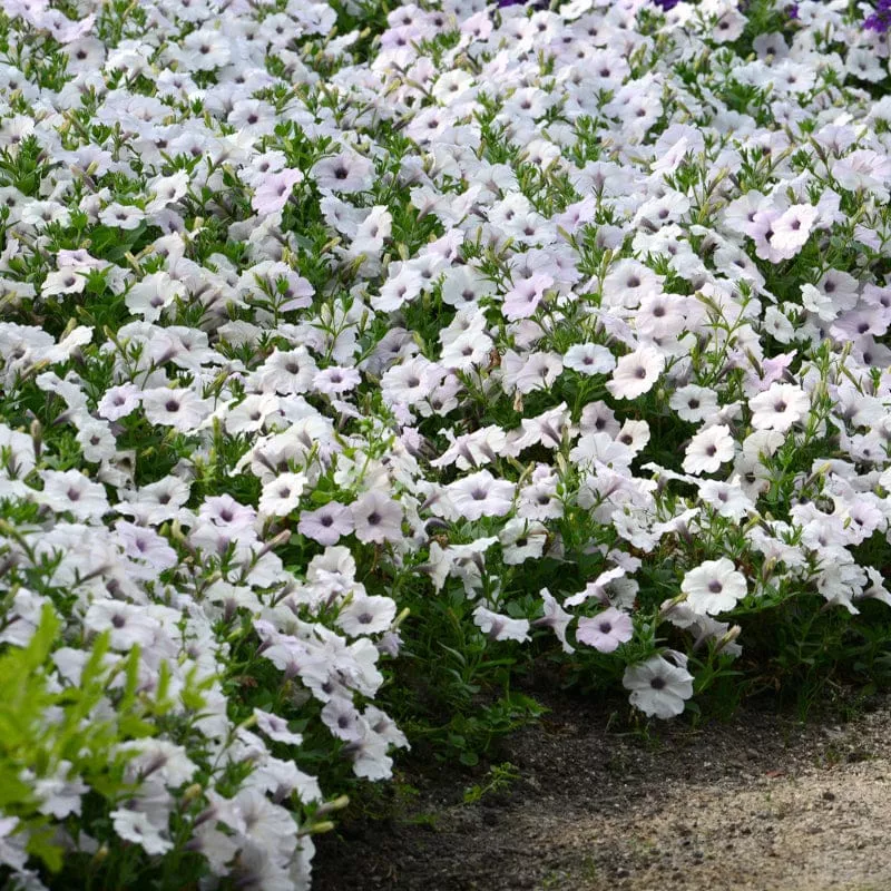 Easy Wave Silver Petunia