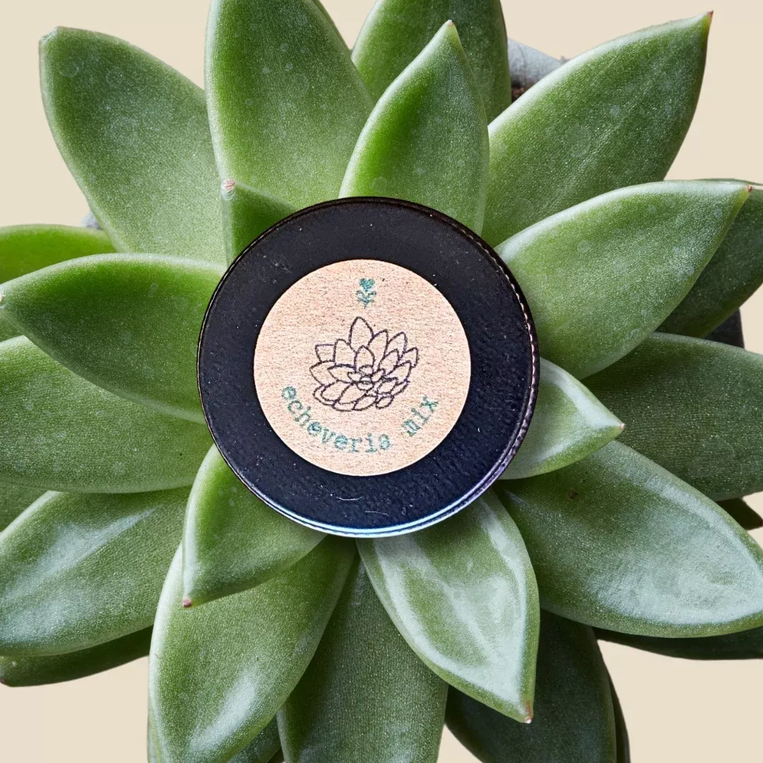 Echeveria Mix Seeds