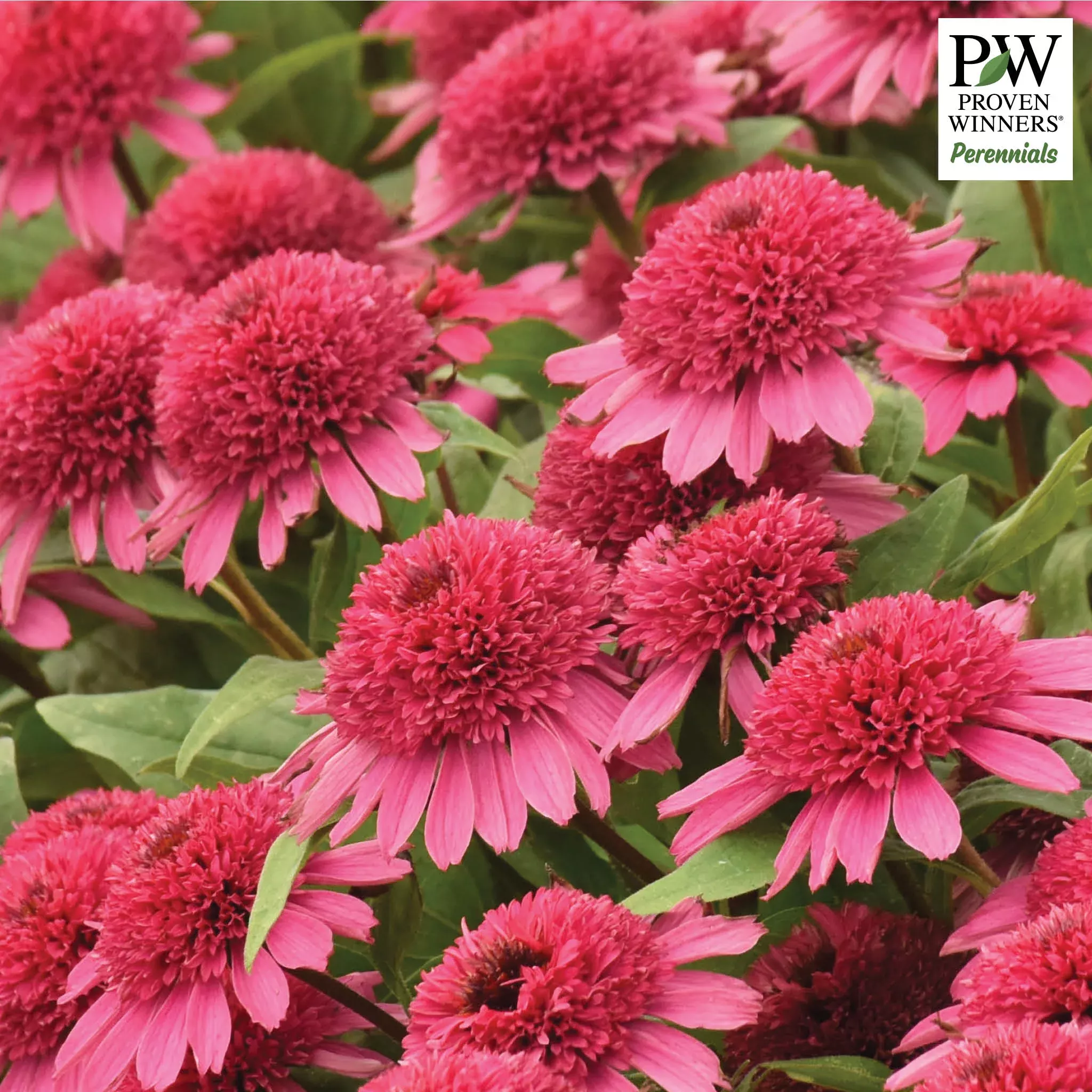 Echinacea, Double Coded Raspberry Beret
