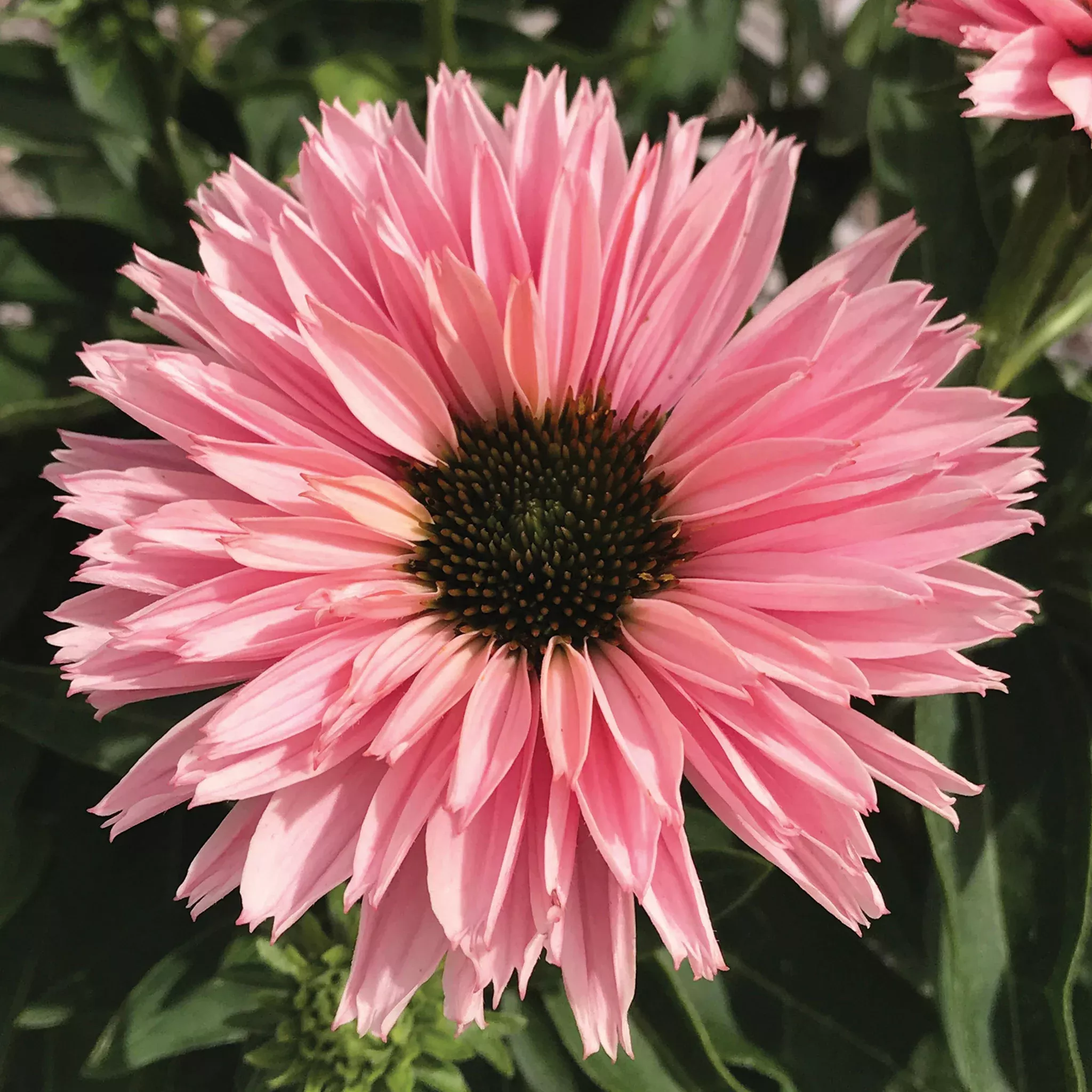 Echinacea, SunSeekers Salmon