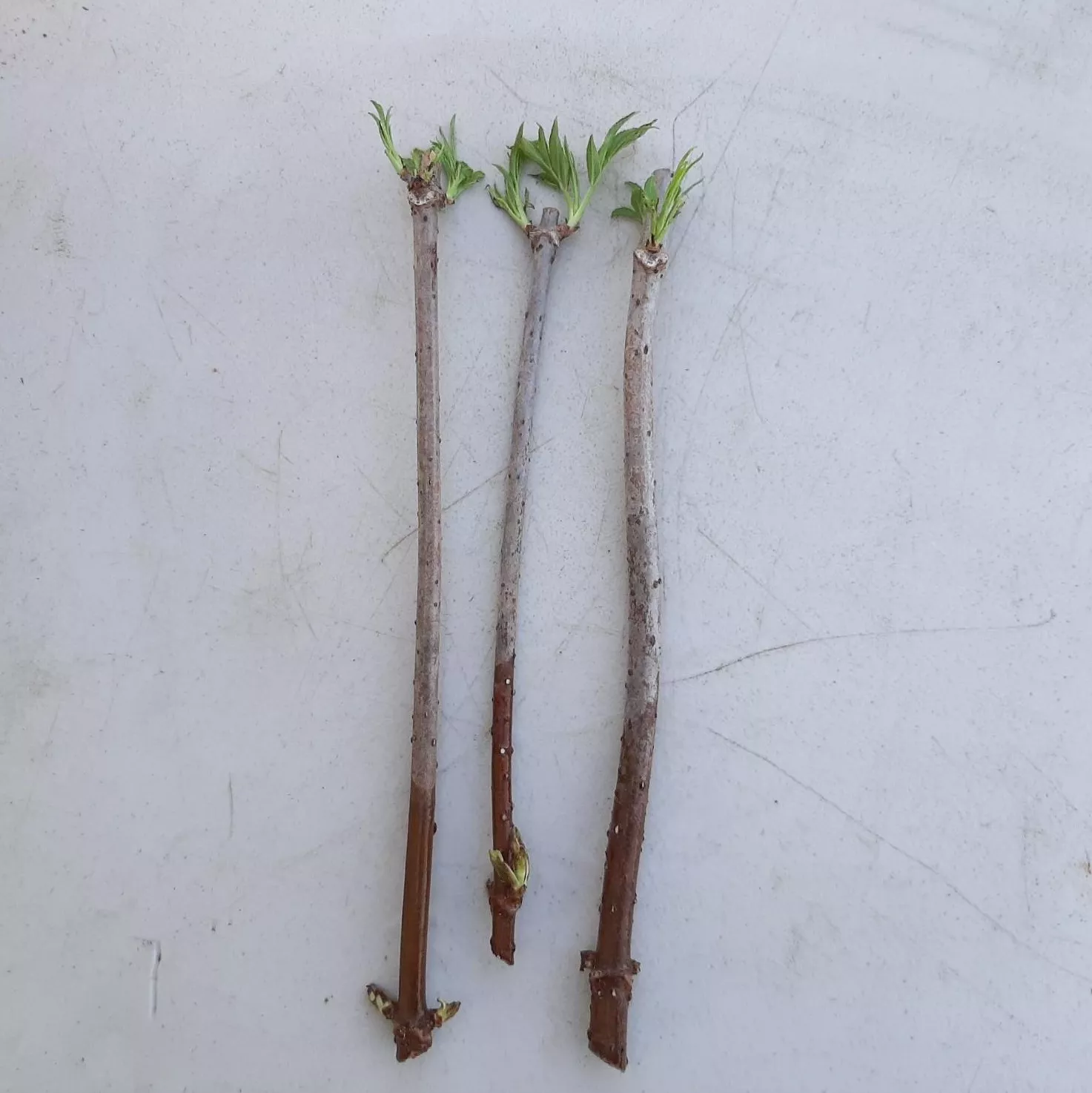 Elderberry Cutting Johns – 3 Pack